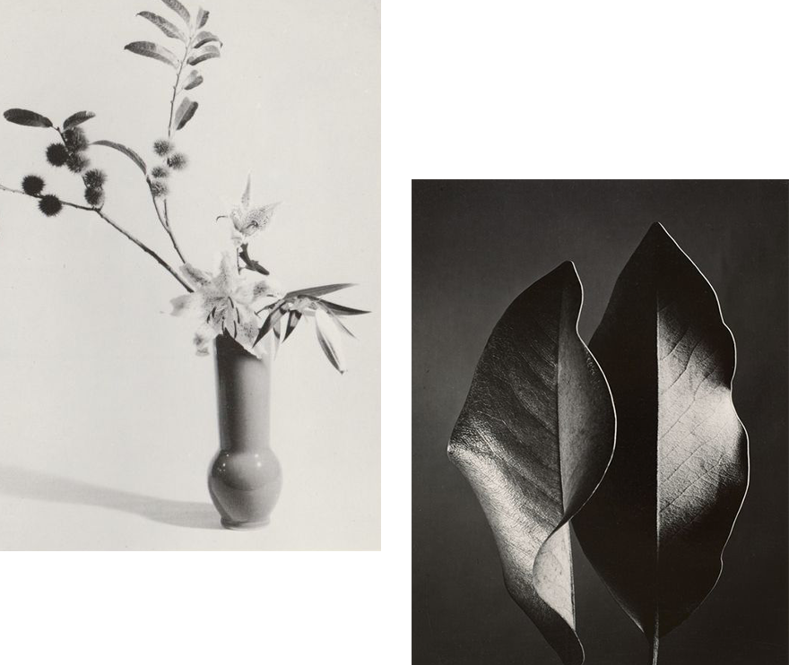 Some Plants Are Toxic To Pets - Photography (880x742), Png Download