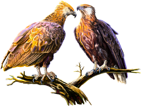 Click And Drag To Re-position The Image, If Desired - Madagascan Fish Eagle (600x583), Png Download