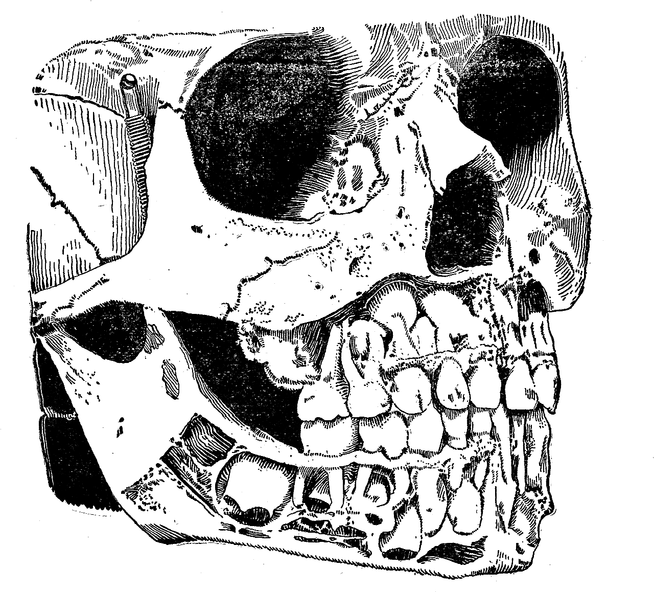 Vintage Skull Png Graphic Stock (1431x1332), Png Download