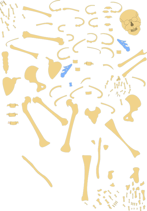 Hand Clipart Hand Anatomy Human Skeleton - Skeleton (503x720), Png Download