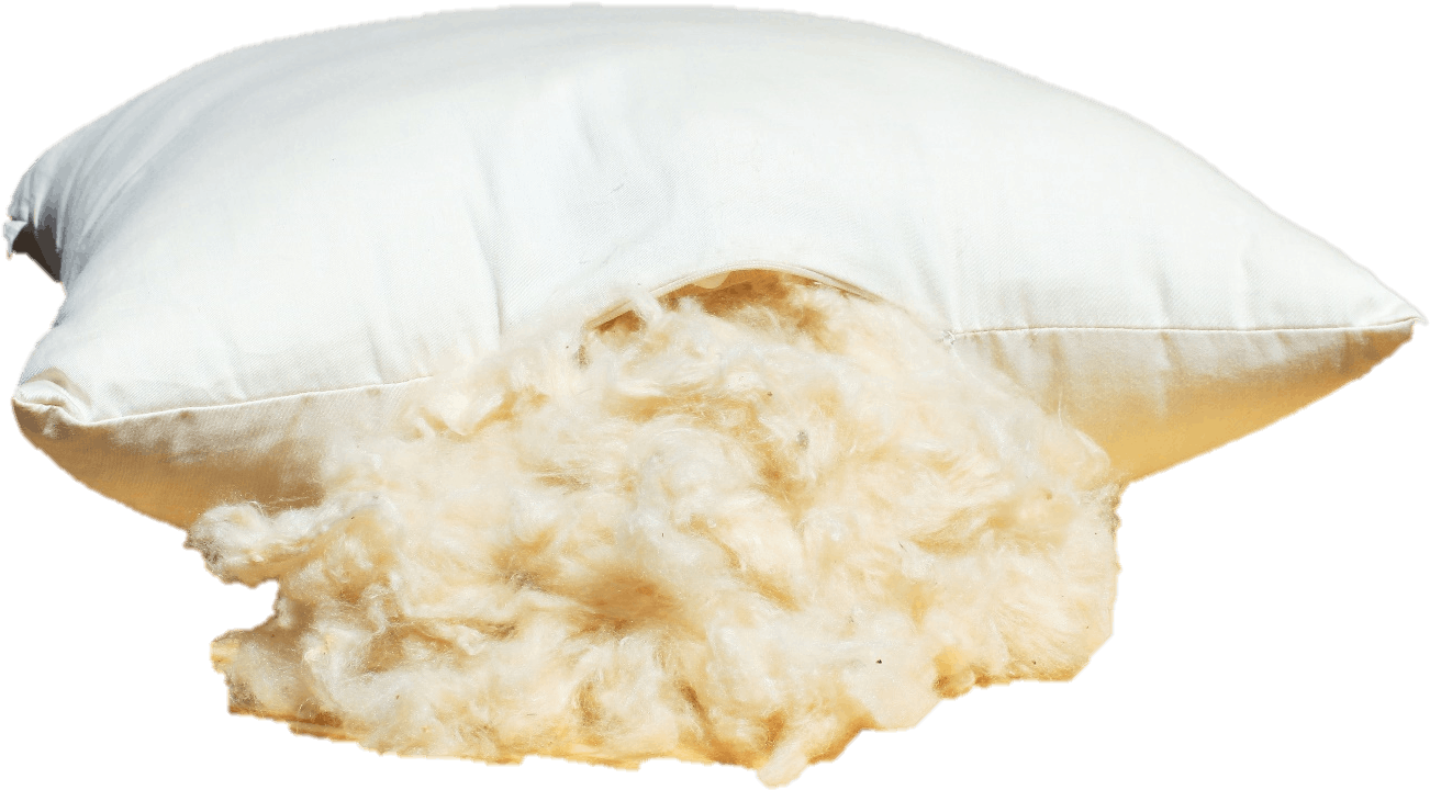 Our Kapok Pillows Are Made With 100% Organic Cotton - Jellyfish (1429x957), Png Download
