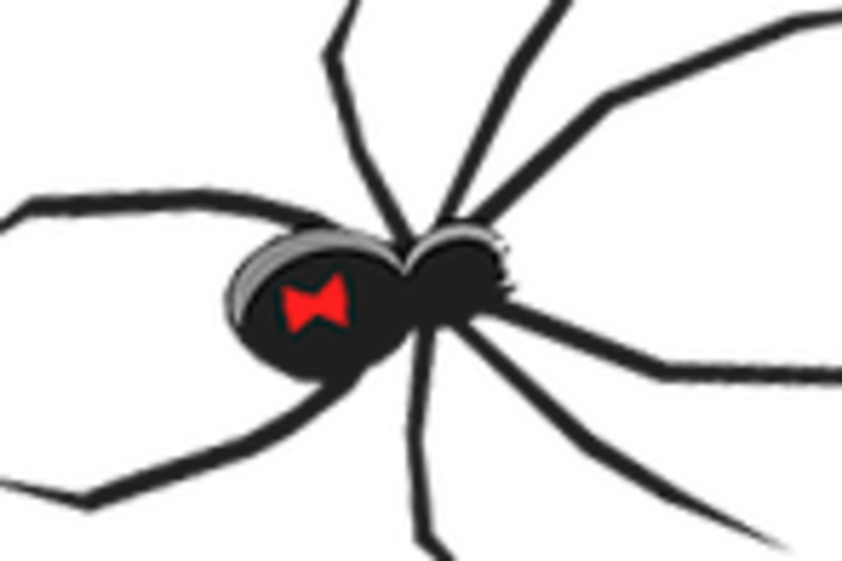 Halloween Looks - Black Widow Spider Ornament (1200x800), Png Download