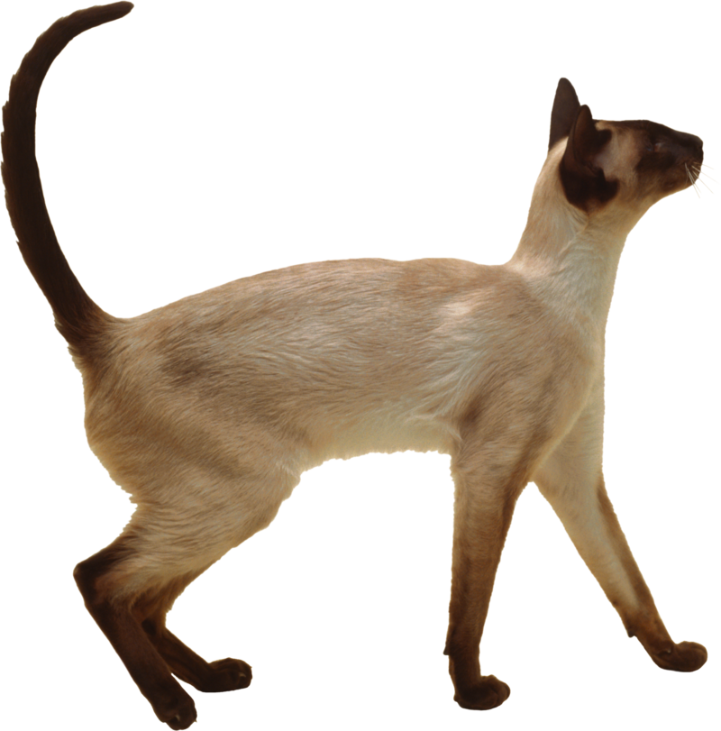 Cat Png, Download Png Image With Transparent Background, - Gato Siames Raça Pura (800x811), Png Download
