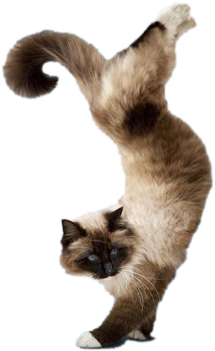 Yoga Cats Png Clip Art Free Download - Yoga Cats Together Wall Calendar By Browntrout (600x600), Png Download