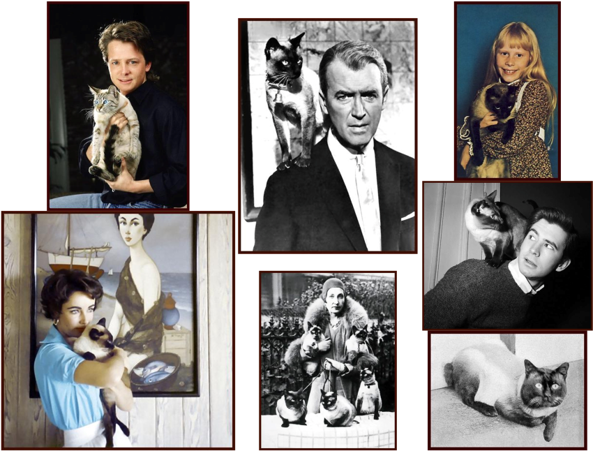 Collage - Michael J Fox Badge Reel (944x729), Png Download