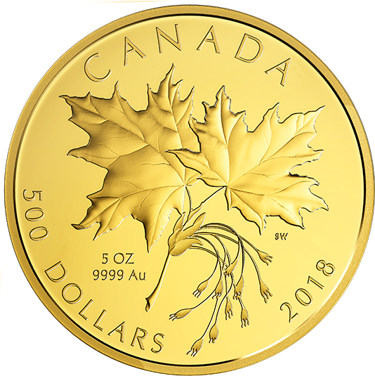 Maple Leaf (570x570), Png Download