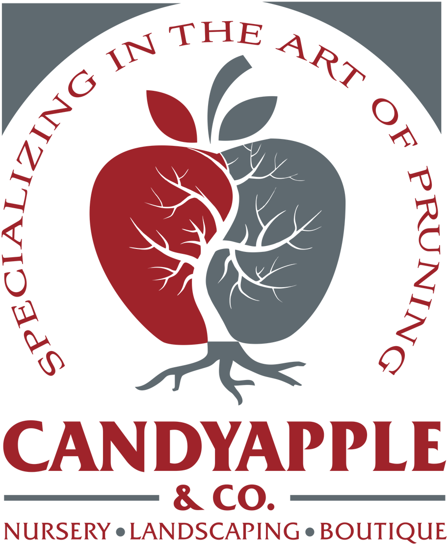 Making Moments Memorable With Candyapple - Jpeg (1049x1200), Png Download