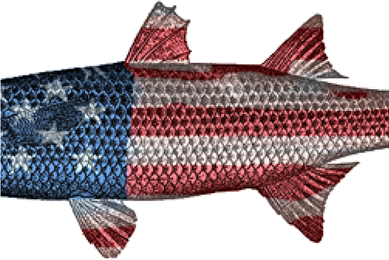 Why Won't Mullet Hit My Bait And Why Do They Jump From - Water (768x569), Png Download