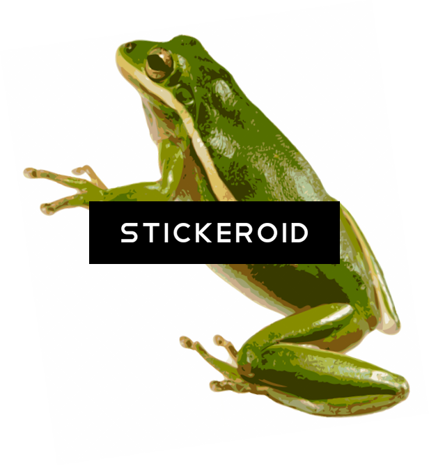 American Green Tree Frog - Squirrel Tree Frog (616x669), Png Download