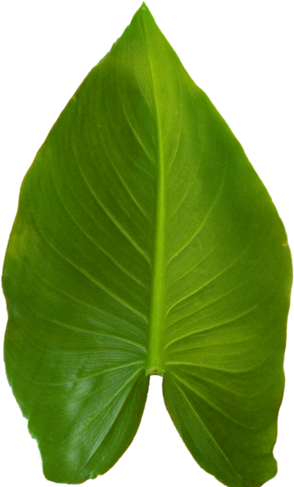 Calla Lily - Portable Network Graphics (1000x1000), Png Download