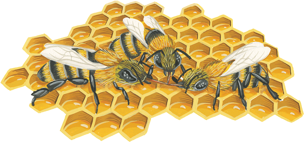 Hive Honeycomb - Honeycomb (999x473), Png Download