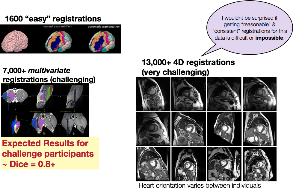 Anatomical Dictionaries - Animal (977x638), Png Download