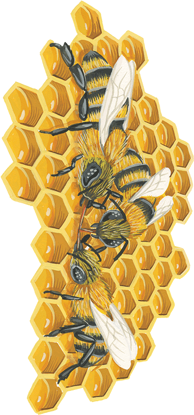 Bees On A Honeycomb - Honeycomb (397x822), Png Download