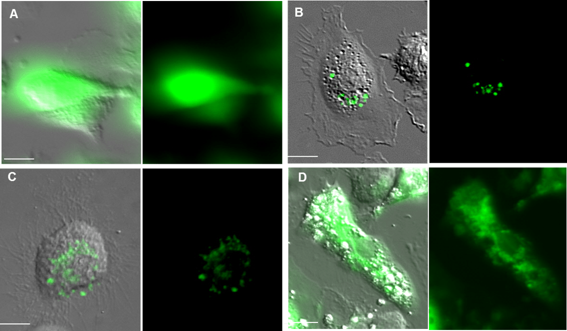 Pub2 - Laser (1118x653), Png Download
