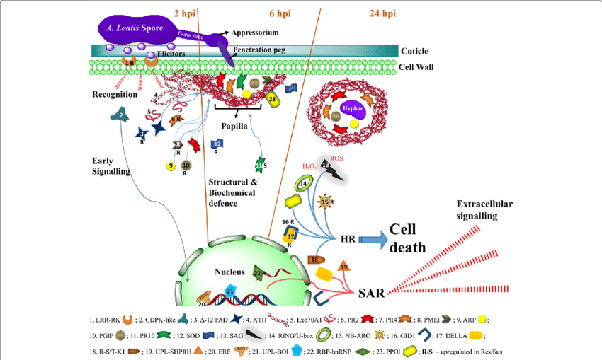 Defence-related Molecules Involved In Response Of Lentil - Lentil (850x509), Png Download