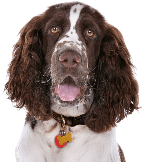 English Springer Spaniel (565x585), Png Download