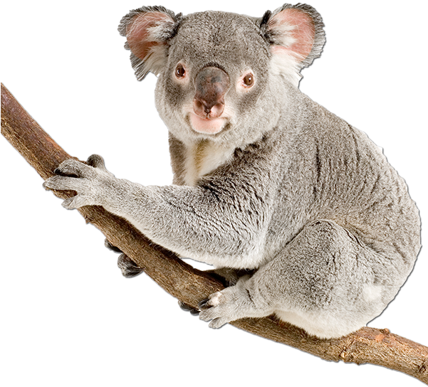 Koala Bear Happy Birthday (600x605), Png Download