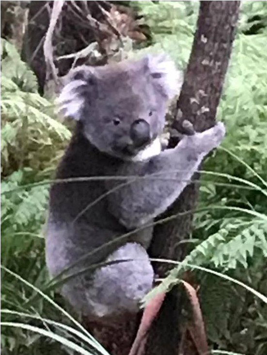 Koala In The Rain (960x960), Png Download