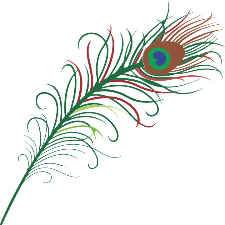 Pluma Pavo Real Png - Peacock Feather Cartoon Png (720x720), Png Download