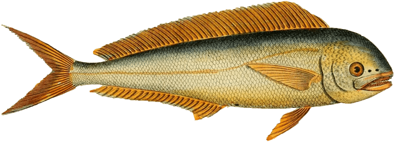 Mahi-mahi (1000x588), Png Download
