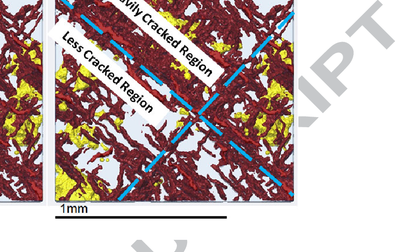Vector Freeuse Download Microct Data Showing The And - Yellow (777x497), Png Download