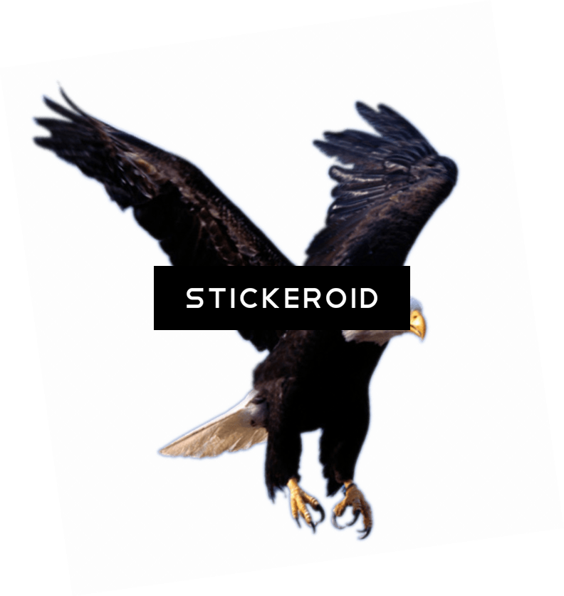 Eagle - Eagle .png (792x836), Png Download