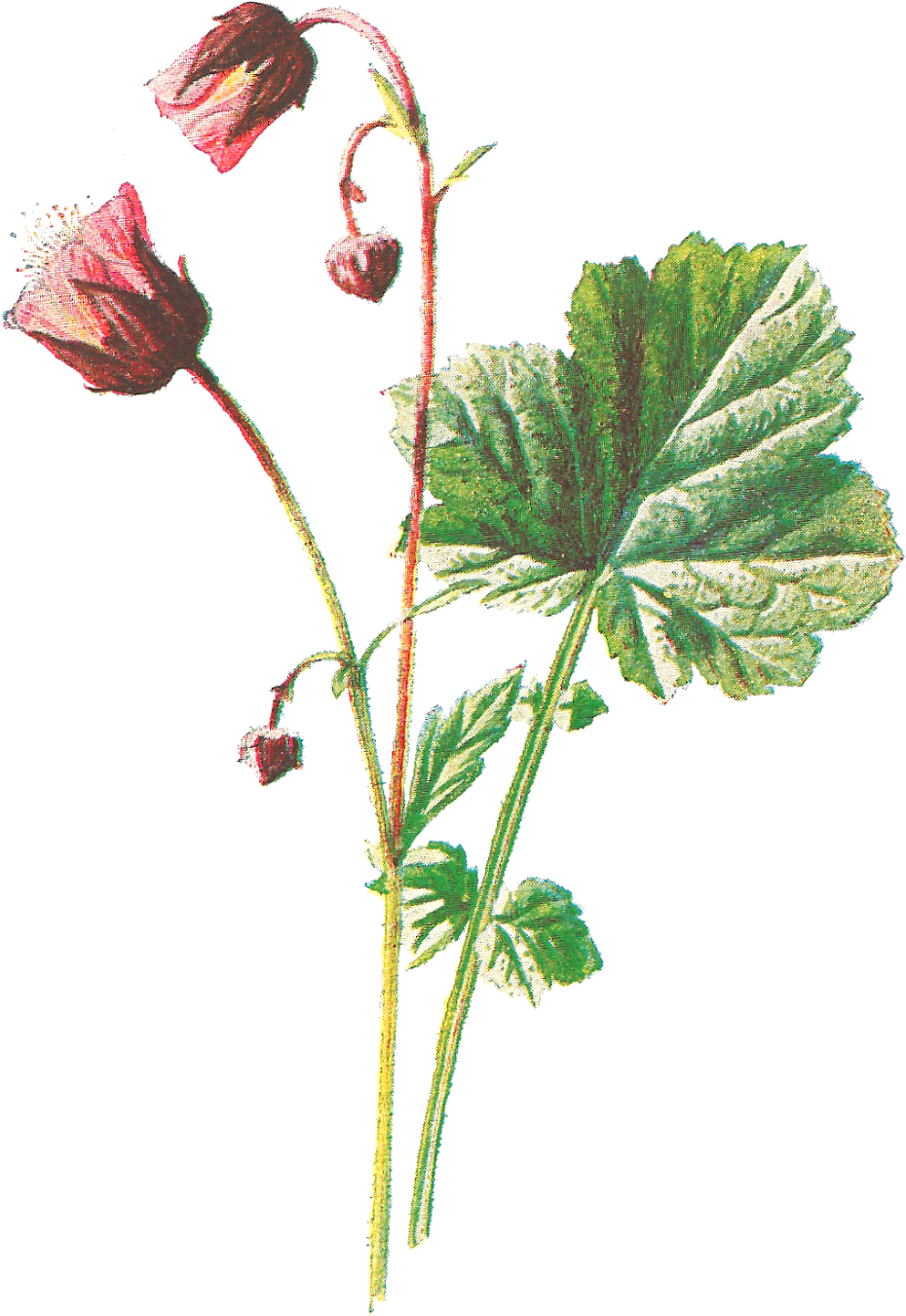 Vintage Flower Illustration Png For Kids (1199x1600), Png Download