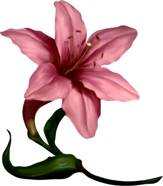 Flower Clipart, Plant Art, Daffodils, Lilies, Florals, (556x634), Png Download