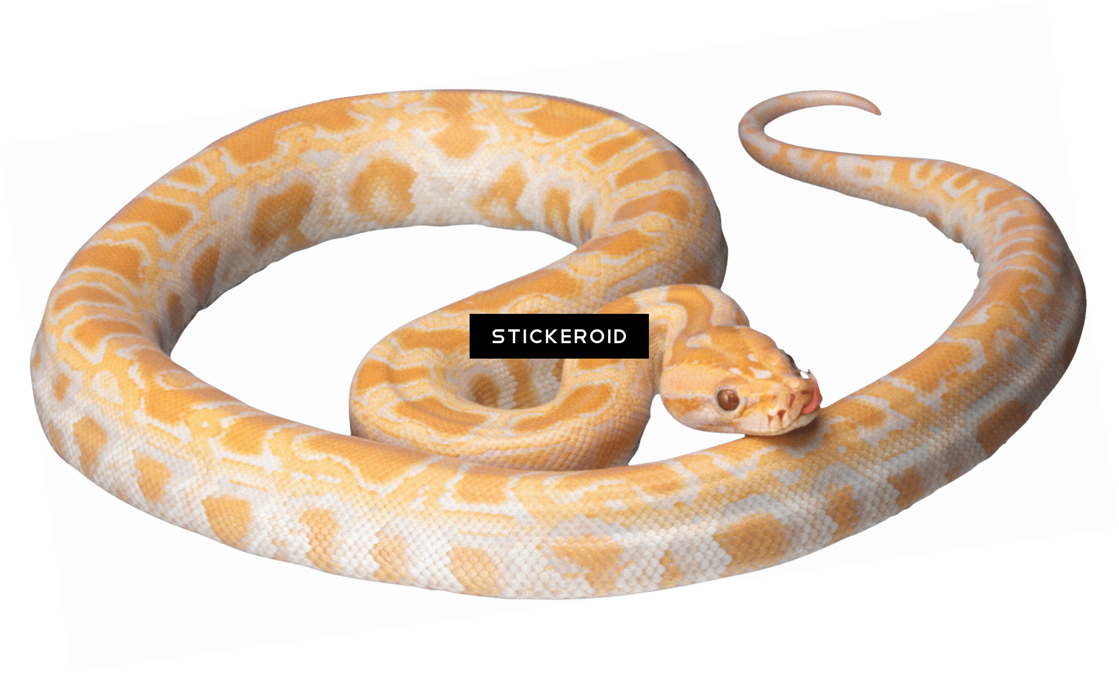 Змея Snake - Orange And White Snake (2247x1353), Png Download