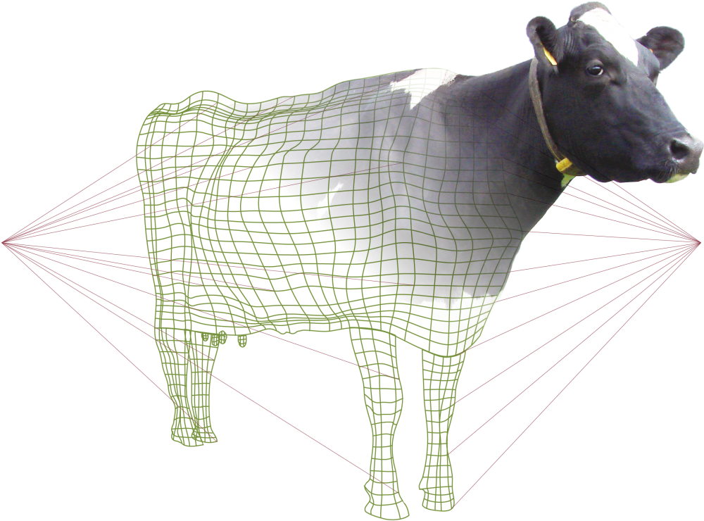 Bf Cows Grazinglazersr - Cattle (1024x911), Png Download