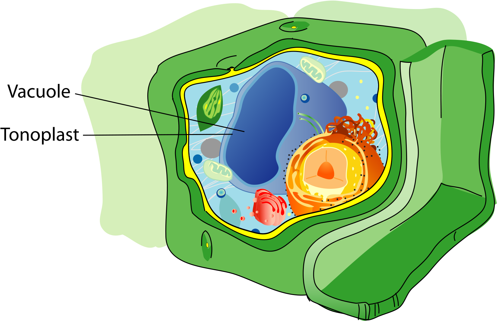 клетка растения png. растительная клетка png. вакуоль в клетке растений. вакуоль в клетке. клетка биология.