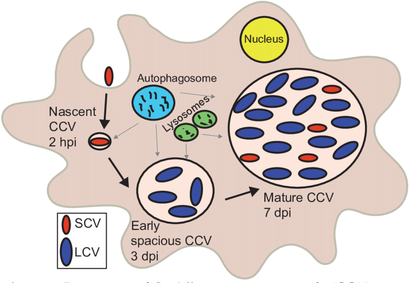 1 Biogenesis Of Coxiella Containing Vacuole - Coxiella Burnetii Scv Lcv (850x574), Png Download