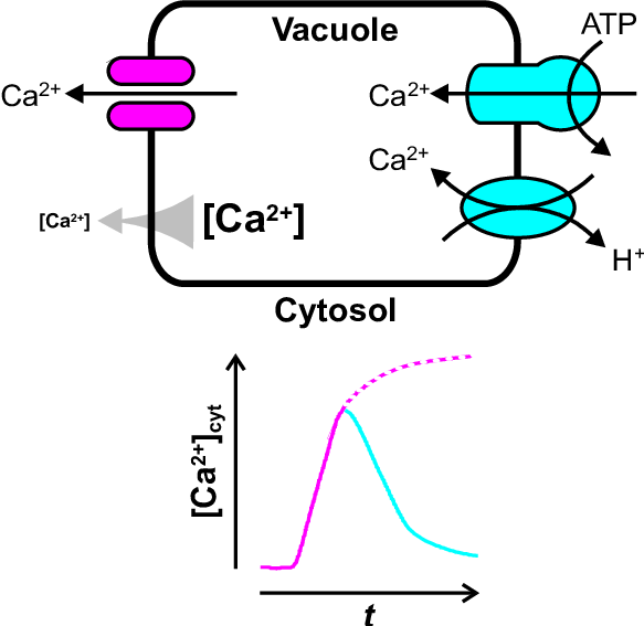 How The Vacuole May Shape Transient Changes In Cytosolic - Diagram (583x567), Png Download