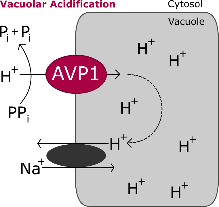 The Difference In Electrochemical Potential For Protons - Diagram (761x720), Png Download