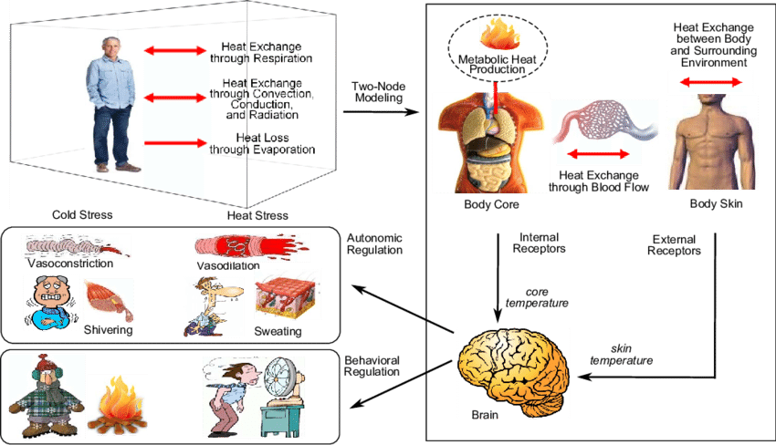 The Human Thermoregulatory System - Human (850x488), Png Download
