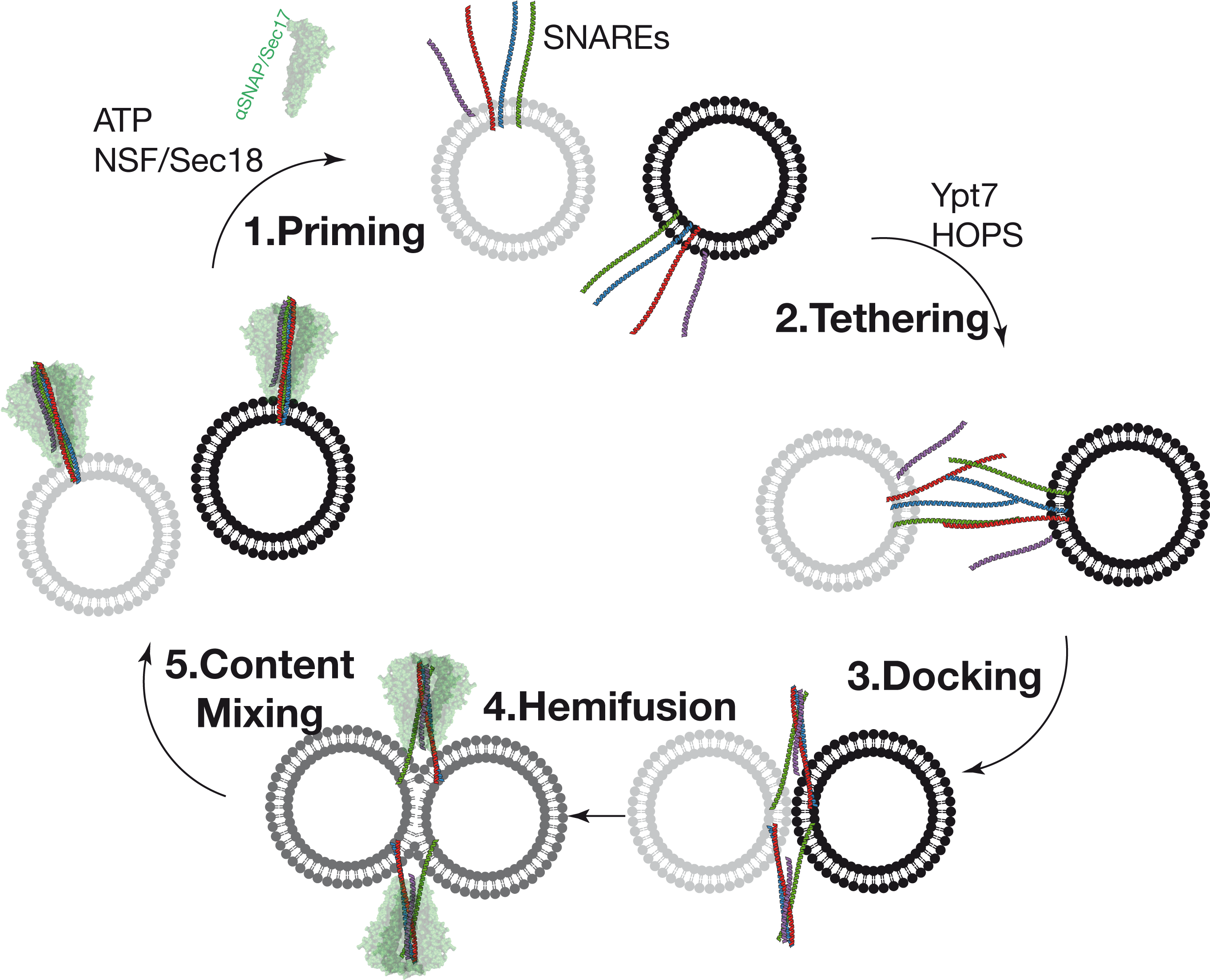When Considering The In Vitro Fusion Reaction, The - Sophia-shree B.k.somani Polytechnic (2747x2221), Png Download