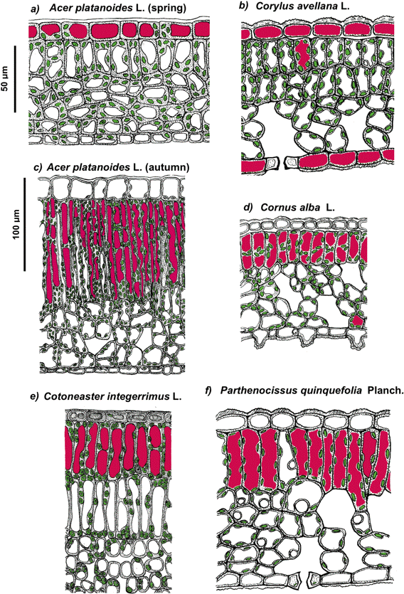 Thus, Anthocyanins, Flavonol And Phenolic Acid Derivatives, - Anthocyanin Photoprotection (578x841), Png Download