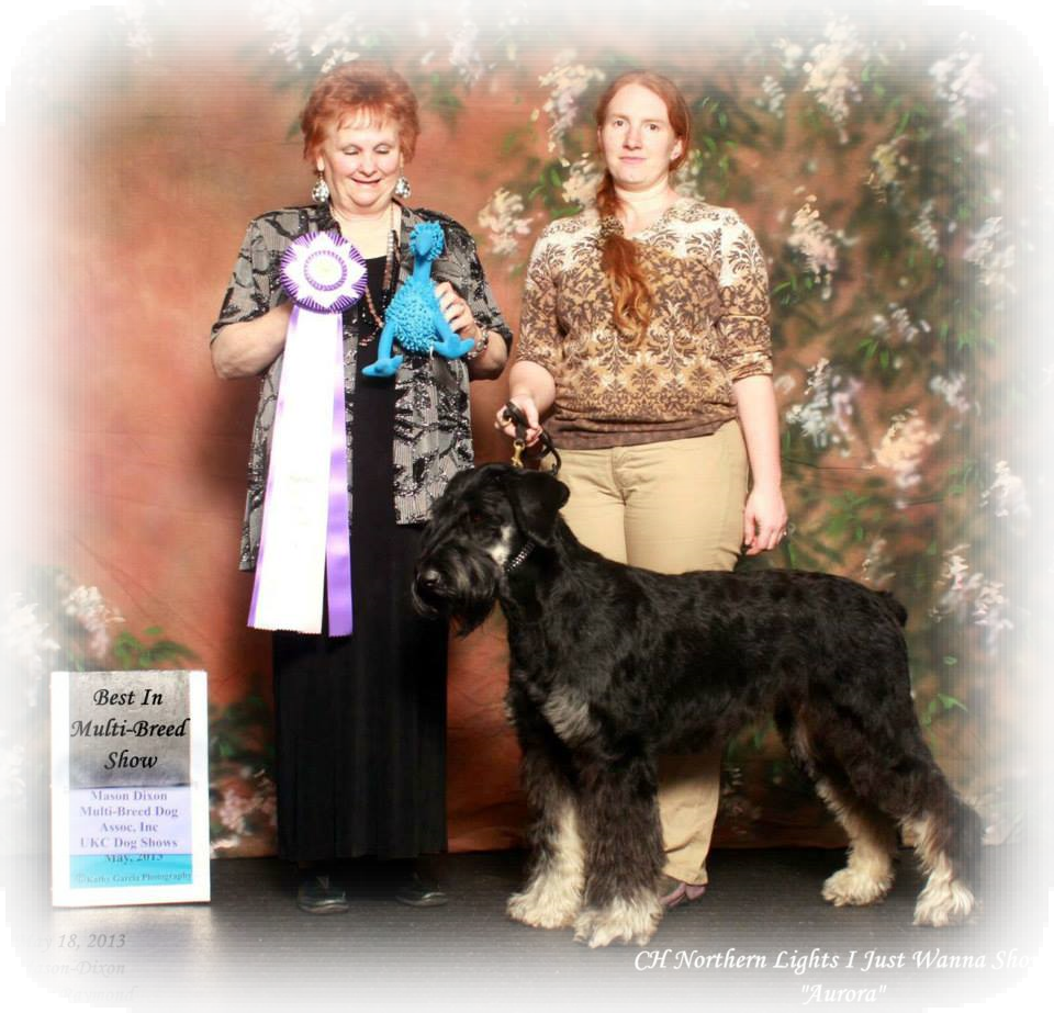 Cadaver Dog Best In Show Grand Champion Rally And Barn - Standard Schnauzer (960x923), Png Download