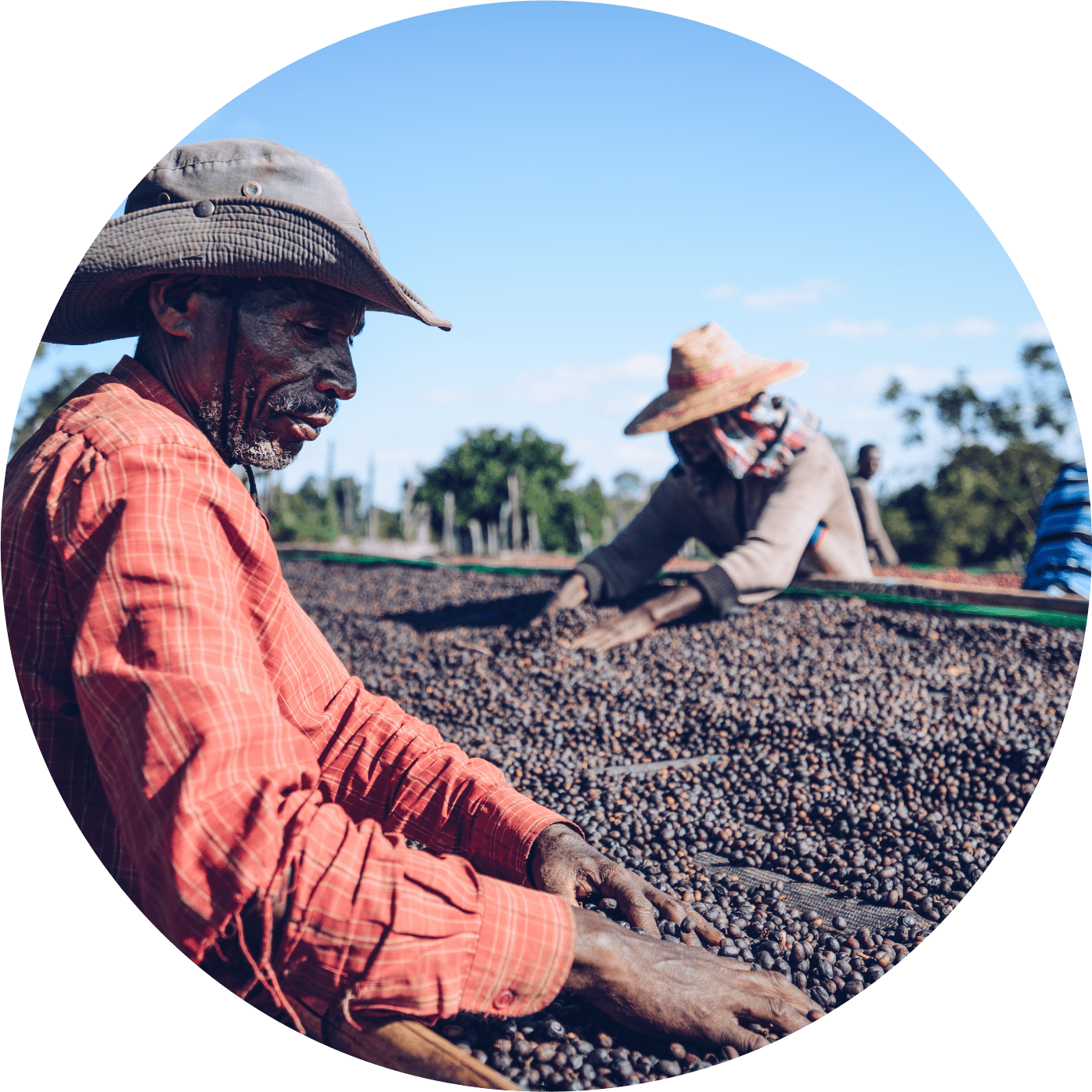 Shakiso Natural Sidamo - Ethiopia Natural Guji Shakiso (1395x1395), Png Download