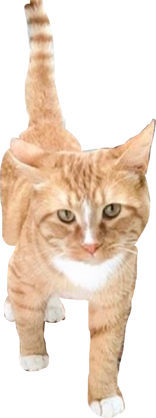 Twitter (497x1329), Png Download