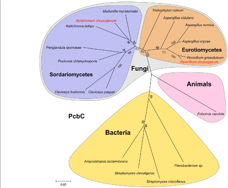 Phylogenetic Tree Of Pcbc - Diagram (850x605), Png Download