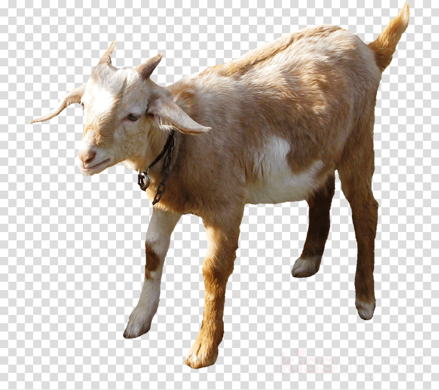Sheep Versus Goat Clipart Boer Goat Anglo-nubian Goat - Goat Vs Sheep (900x800), Png Download