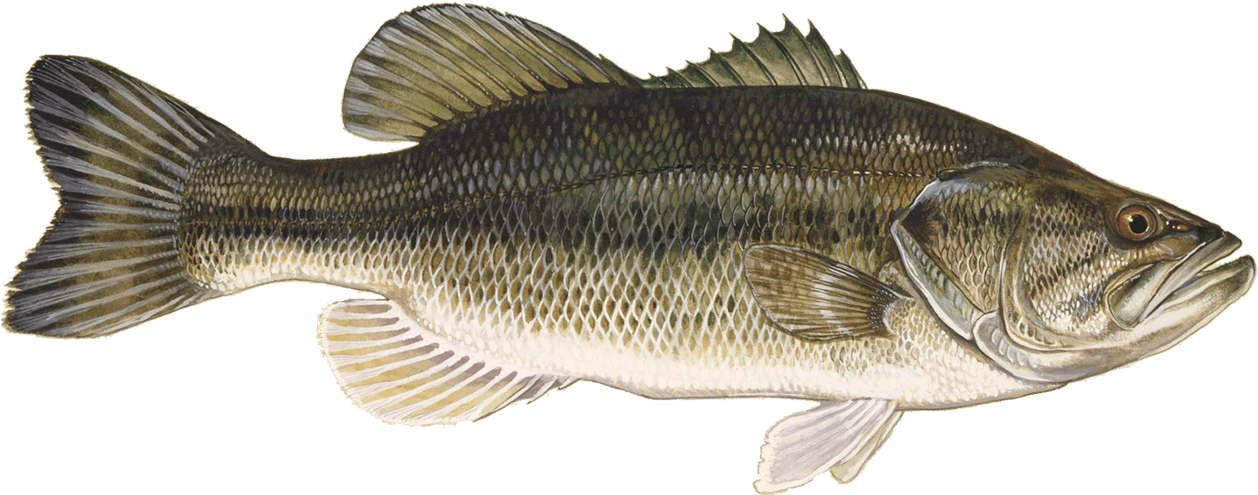 Largemouth Bass - Large Mouth Bass (1280x819), Png Download