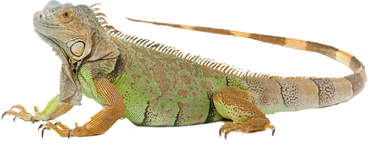 Imagenes Iguana (1182x480), Png Download
