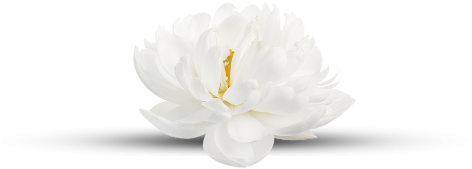A Conscious And Loving Approach To Balance, Healing - White Flower White Background (935x400), Png Download