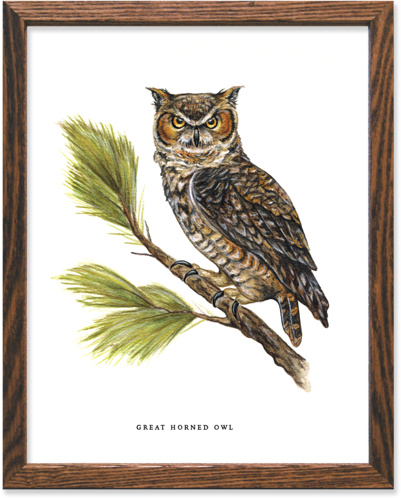 Great Horned Owl Print - Great Horned Owl (1050x1050), Png Download