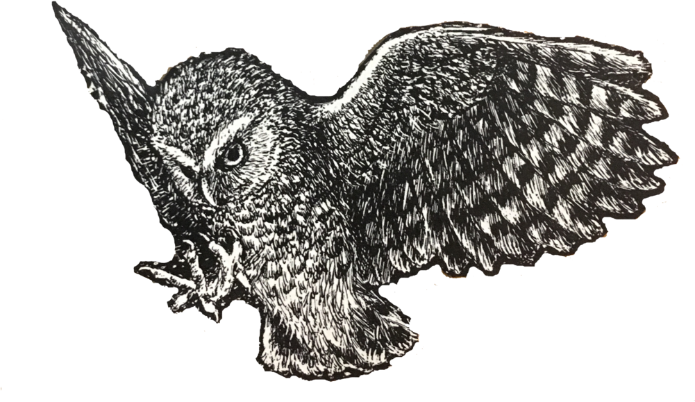 Owl - Great Horned Owl (1000x664), Png Download