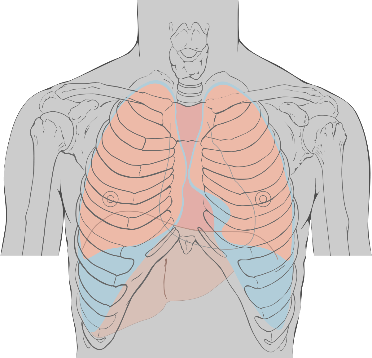 Landmark For Heart Sounds (1200x1178), Png Download