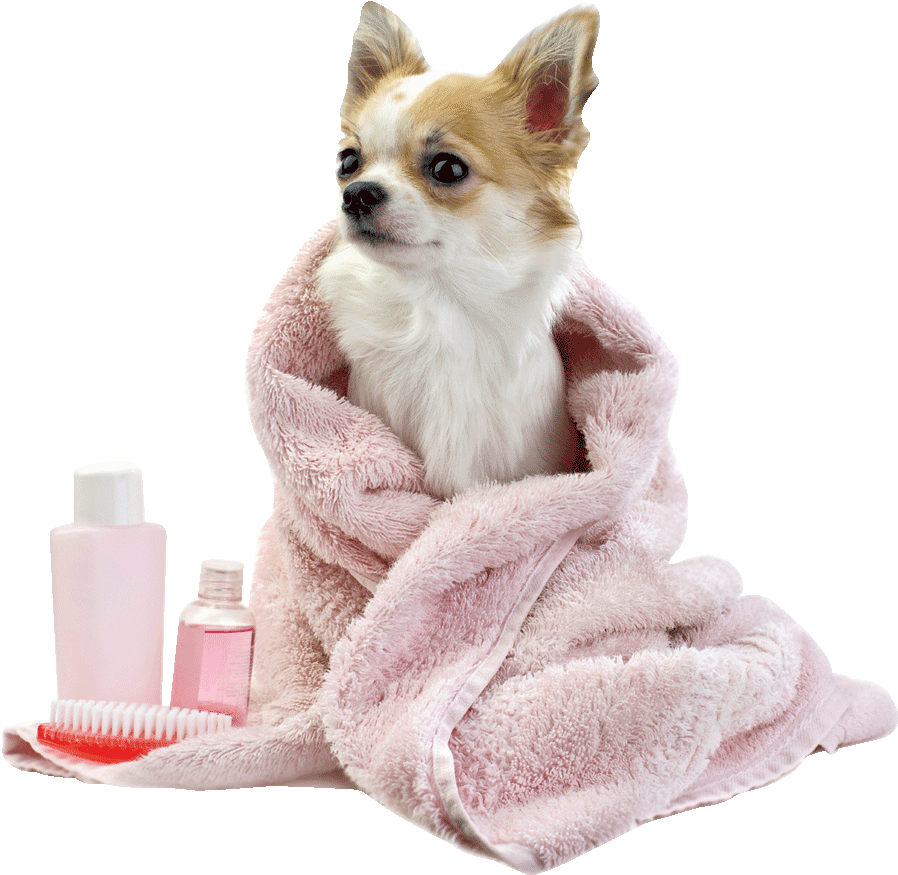 Dog Bath Png Transparent Dog Bath - Chihuahua August Notebook Chihuahua Record, Log, Diary, (1000x999), Png Download