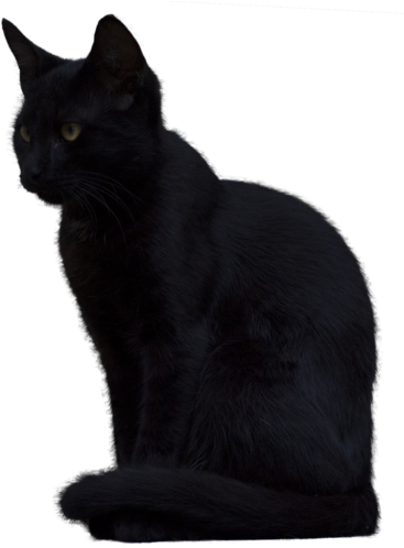 Free Icons Png - Black Cat Png Transparent (400x516), Png Download